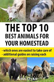 Top 15 Best Animals For Your Homestead Survival Sullivan Homesteading Animals Survival Homesteading
