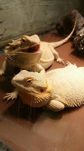 Best Friend Bearded Dragon Bearded Dragon Lizard Cute Animals