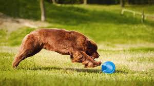 Maybe you would like to learn more about one of these? Big Fluffy Dog Breeds Perfect To Cuddle With Pet Symptoms