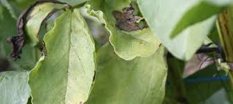 Broad bean season is nearly here. The Broadbeans Have Spots Edible Backyard