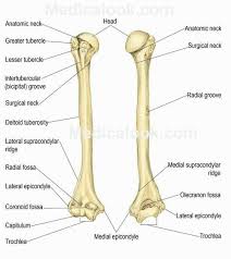 We did not find results for: Right Humerus R Anterior L Posterior Anatomy Bones Human Skeleton Anatomy Physiology