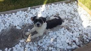 Board and train programs for dogs are a definite convenience for busy pup parents, but be sure to weigh the pros and cons before making your decision. Puppy Programs The Structured Canine