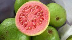 guava meyvesi nedir guava meyvesi faydalari beslenme meyve saglikli
