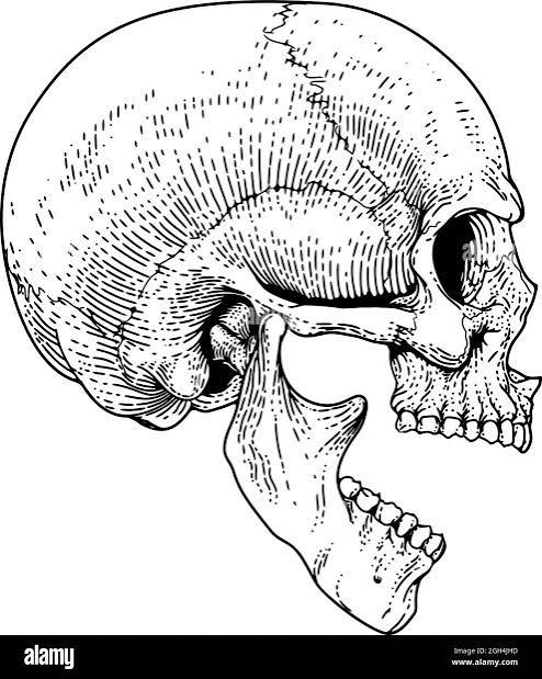 Screaming Skull Vintage Woodcut Etching Engraving Stock Vector Image & Art  - Alamy