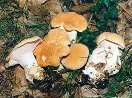 Image result for Dentinum repandum