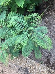 Image result for Caesalpinia sappan