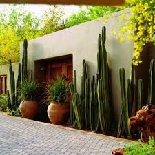 Gartengestaltungsideen Erstaunliche Bilder Zur Gartendeko Gartendekoration Kakteen Garten Gartengestaltungsideen