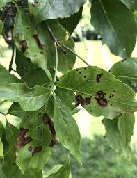Maybe you would like to learn more about one of these? Landscape Dogwood Anthracnose Umass Center For Agriculture Food And The Environment