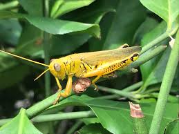 Small grasshoppers will not need much space to be content, but a larger. Grasshopper In My Garden Taken With Iphone 7 Pics