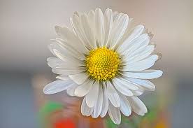Removing faded flowers regularly will keep plants blooming well into the summer. Hd Wallpaper Daisy Flower Spring Perennial Bellis Perennis Stripping Game Wallpaper Flare