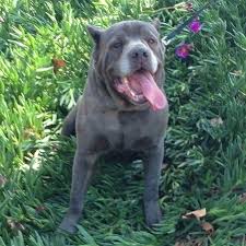 Maybe you would like to learn more about one of these? 1st Pet Veterinary Centers Home Facebook