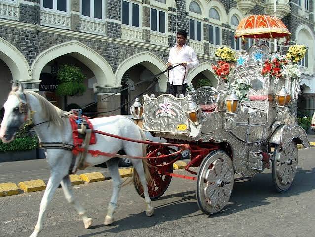 Mumbai Horse Carriage Owners' Appeal Dismissed by Supreme Court – Ban on Cruel Victoria Carriages Remains - Blog - PETA India
