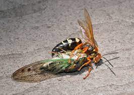 My favorite bug of 2019, a western cicada killer wasp watching me hike in gilbert, arizona like an. Cicada Killer Qu Est Ce Que C Est The New York Times
