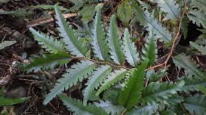 Image result for Aphloia theiformis