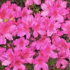How To Root Azaleas From Established Plants Hunker Azalea Bush Azaleas Landscaping Plant Cuttings