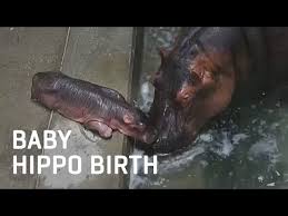 Our signature product, the blooming bath for babies, is beloved by parents and babies around the world. Baby Hippo Birth Youtube