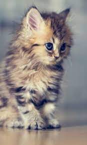 indulgy everyone deserves a perfect world kedi yavru kediler guzel kediler