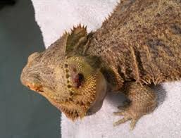 Head Aneurysms In Bearded Dragons Veterinary Partner Vin