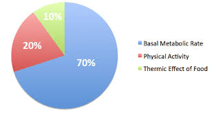 Tdee Calculator Learn Your Total Daily Energy Expenditure