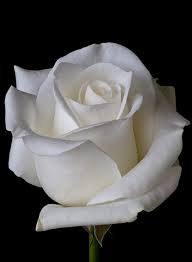 Mazzo di Rose Bianche - Fioreria Al Carmine