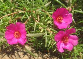 Check spelling or type a new query. Portulaca Plants How To Grow Portulaca Flower