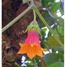 Image result for Dissotis melleri