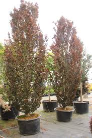 Image result for Fagopyrum snowdenii