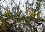 Image result for Erianthemum virescens