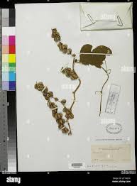 Image result for Sericorema remotiflora