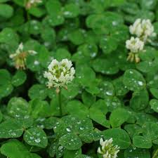 Clover is the fastest way to meet new people on iphone and android. White Clover Cover Crop Hudson Valley Seed Company