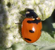 Black Beetles In The City Coccinella Transversoguttata Lady Beetle Beetle White Spot