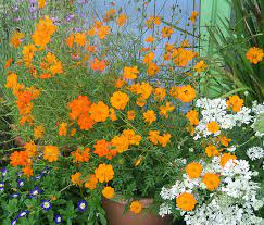 Cosmos Sulphureus Orange Klondike Cosmos Buy Online At Annie S Annuals Cosmos Plant Plants Cosmos Flowers