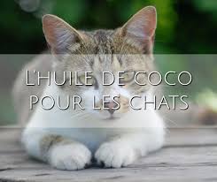 L Huile De Coco Pour Les Chats Kokospalme Ch