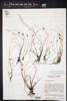 Image result for Schoenoplectus erectus