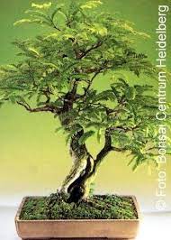 Bonsai Tamarind 4pcs Medium And Seeds Seeds Maxgrowshop Com