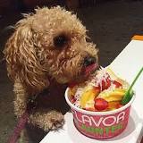 Can dogs eat frozen yogurt?