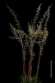 Image result for Eulophia