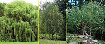 15,093 willow tree premium high res photos. 5 Willow Trees Ready To Plant 2 Weeping Willow Trees 2 Austree Hybrid Willow Trees 1 Corkscrew Willow Tree Indoor Outdoor Live Trees Bonsai Starts Pricepulse