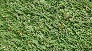 First, it depends on whether the seeds are hulled or unhulled; Bermuda Grass Features Planting And Care