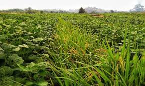 Sedangkan tugas dan fungsinya sama dengan pelabuhan yang. Kementan Dorong Petani Produktif Manfaatkan Lahan Rawa Lahan Kering Saat Kemarau Merdeka Com