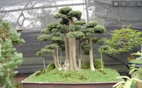 Cara Menanam Bonsai Serut Bibitbunga Com