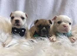 French bulldog information including personality, history, grooming, pictures, videos, and the akc breed standard. French Bulldog Puppies For Sale In Charlotte North Carolina Classified Americanlisted Com