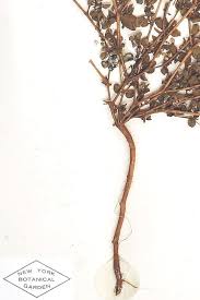 Image result for Euphorbia serpens