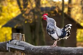 Children can see real chickens (hens, roosters, chicks) and hear their real sounds (clucking, crowing, chirping) on the farm. 11 Common Chicken Sounds How To Speak Chicken Chickens And More