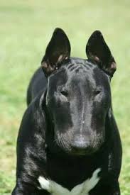 Black And White Bull All I Can Say Is Wow I Only Like White Bull Terriers But This Guy Is Real Nice Bull Terrier Black Bull Terrier English Bull Terriers