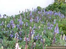 Image result for Coleus neochilus