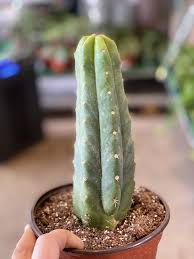 San pedro cactus, botanical name echinopsis pachanoi, is an ideal accent plant that can add lots of character and interest to any landscape! San Pedro Cactus Jungle House