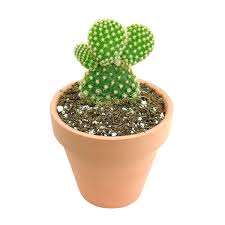 Use code ssitg for 10% off sales up to 60% off! Golden Angel Wing Cactus For Sale Bunny Ears Funny Cactus Succulent Succulents Box