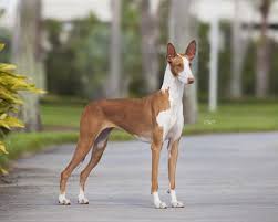 Ibizan Hound Akc Dog Shows Ibizan Hound Fancy Dog