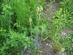 Image result for Turritis glabra